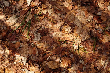autumn leaves background
