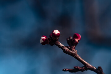 red buds on a branch