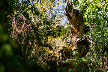 Obraz premium A large and old rotten tree stump, overgrown with moss due to moisture. Fancy brown driftwood of interesting shape, natural material with bark and aroma of fresh wood