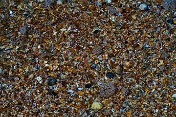 Seaside. Sea bottom. Shell rock.