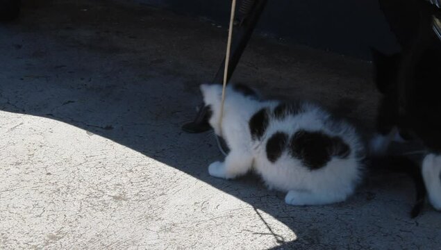Dos gatos hermanos de tonos de blancos y negros 