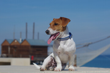 Jack Russel, my little guardian