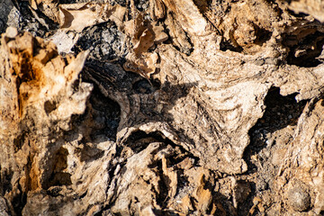 A large and old rotten tree stump, overgrown with moss due to moisture. Fancy brown driftwood of interesting shape, natural material with bark and aroma of fresh wood