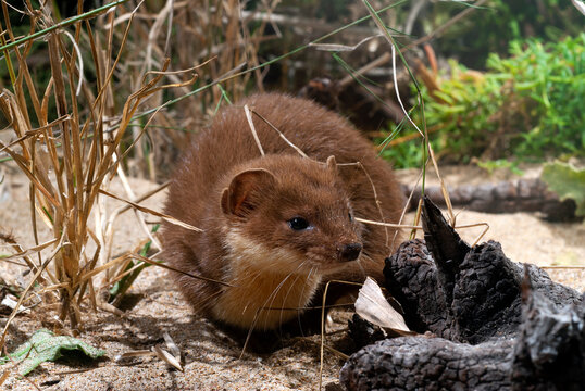 Least weasel (Mustela nivalis) from Peloponnesus, Greece // Mauswiesel (Mustela nivalis) vom Peloponnes, Griechenland