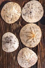 Beachcombed Sand Dollars on Weathered Plank