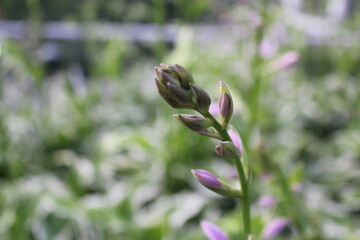 close up of pink flower