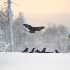 Common raven flying over raven group at sunrise orange sky in forest in winter snowstorm