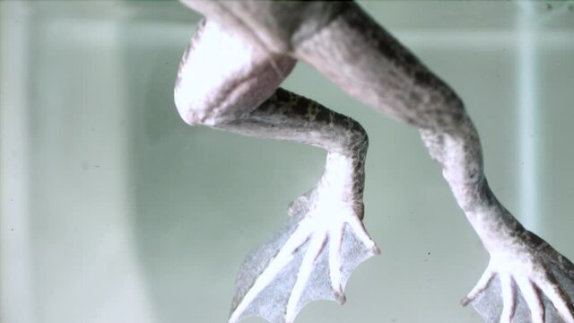 Slow motion frog feet under water swimming