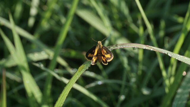 Black and orange moths that stick to grass leaves