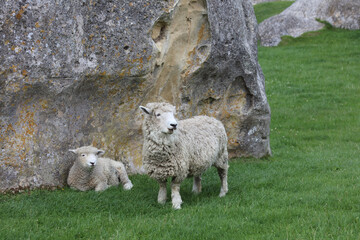 Romneyschaf / Romney sheep / Ovis.