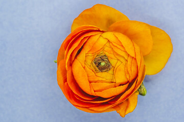 Fleur renoncule orange sur un fond bleu - Composition florale minimaliste et espace vide	
