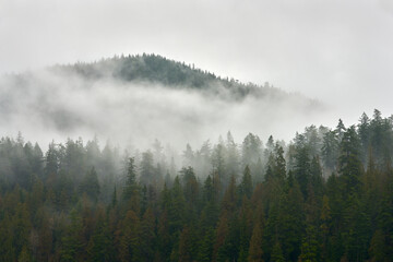 Pacific Northwest Forest Mist. A lush, temperate rainforest mountainside of the Pacific Northwest. 

