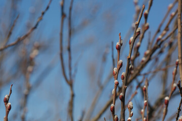 Branches with pussy willow buds against the sky.