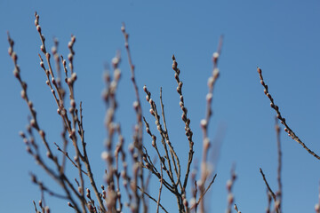 Branches with pussy willow buds against the sky.