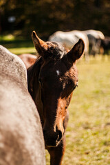 Shot of a little foal behind his mother
