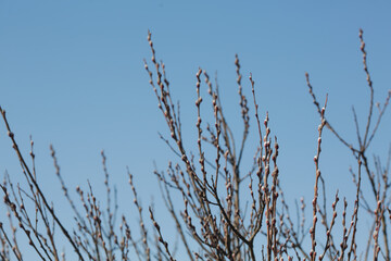 Branches with pussy willow buds against the sky.
