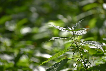 Branch of stinging nettle outdoors. Nettles during flowering, close-up, against a natural blurred background of nature, during the day. Wild nettle in the forest.