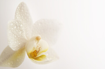 Closeup shot of a white orchid covered in dewdrops on a white background with copy space
