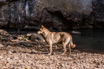 Little czechslovakian wolfdog on a riverside in a gorge