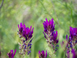 Unfocused delicate pink-purple flowers on a green background.