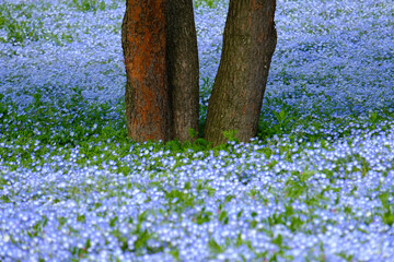 Hitachi Seaside Park.Trunk of the tree in popular Miharashi Area ,famous blue nemophila flowers in spring,Hitachi Seaside Park in Japan