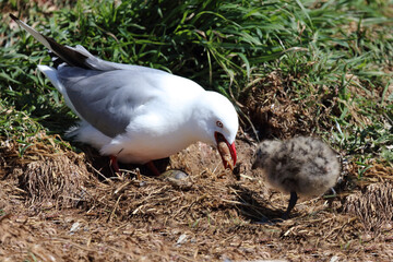 Rotschnabelmöwe / Red-billed gull / Larus scopulinus....