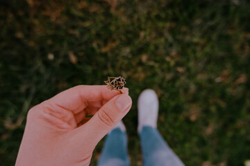 Sosteniendo una suculenta
