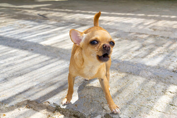 Cute chihuahua barking