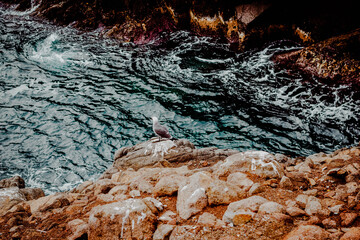 Un pájaro al borde de un acantilado 