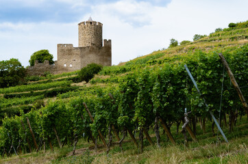 Fototapeta na wymiar Summer view of the medieval castle ruins between the vines of the vineyard of Keysersberg, famous winemaking village in Alsace, near Colmar (France) 