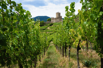 Fototapeta na wymiar Summer view of the medieval castle ruins between the vines of the vineyard of Keysersberg, famous winemaking village in Alsace, near Colmar (France) 