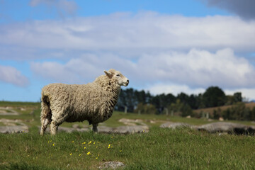 Romneyschaf / Romney sheep / Ovis