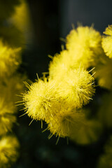 Close up sur les fleurs pompons d'un mimosa jaune dans le jardin