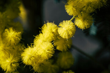 Close up sur les fleurs pompons d'un mimosa jaune dans le jardin