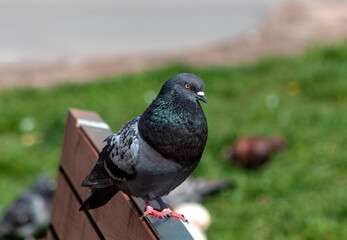 A pigeon sits on the bench in a park