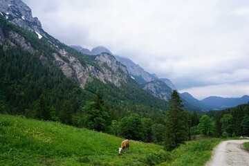 Fototapeta na wymiar Cows grazing in the Bavarian Alps in Berchtesgaden