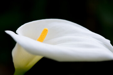 Closeup of white Calla lily flower, on black background