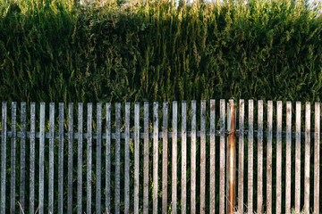 hedge behind wooden fence around property