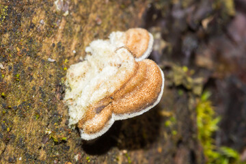 Mushrooms in the Russian pinewood.