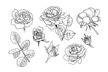 Set of garden roses flowers and leaves sketch engraved style. Hand drawn vector botanical illustration.