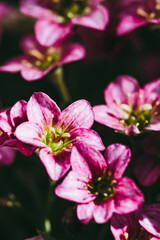 Obraz na płótnie Canvas Close up sur les fleurs d'un saxifage rose dans le jardin avec la lumière du soleil