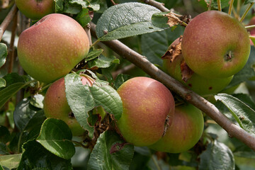 Erntereife Äpfel am Apfelbaum