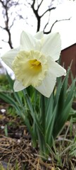 daffodil on a white