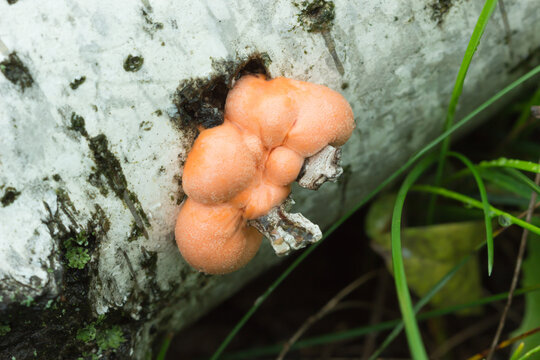 The wolf's milk (lat. Lycogala epidendrum), of the family Tubiferaceae.