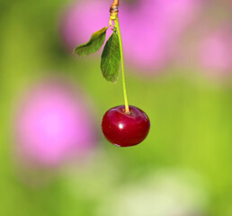 Photo of red ripe cherries summer harvest