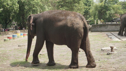 Fototapeta na wymiar The elephant in the zoo enclosure