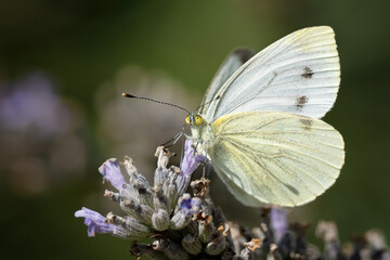 Butterfly sitting in a meadow on a flower