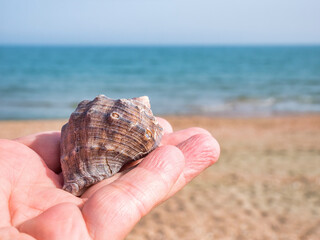 Hand holding a seashell with the sea and beach in the background. Summer beach landscape. Summer vacation concept. © Cristi