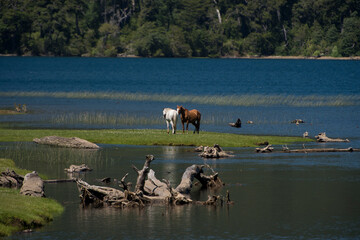horse on the river