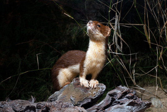 Mauswiesel // Least weasel (Mustela nivalis) 